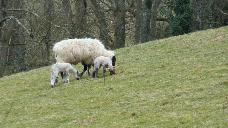 Sheep 4.JPG